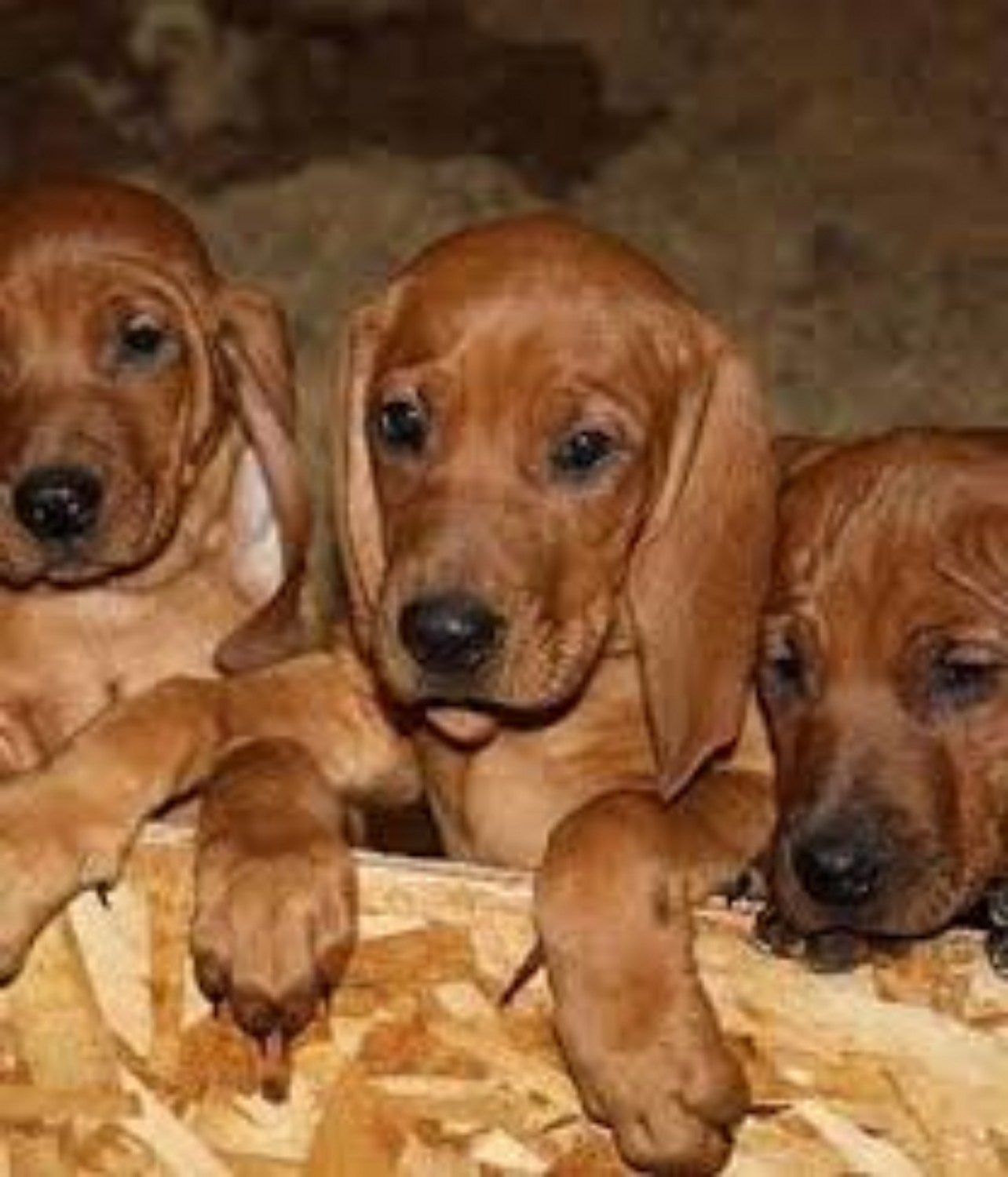 Redbone Coonhound Dog Breed Information, Images