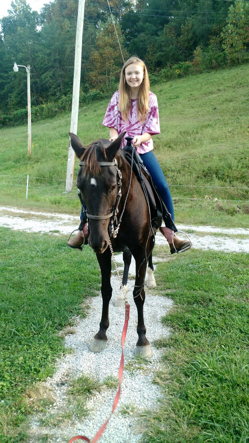 Rocky Mountain Horse Horses For Sale Hazel Green, KY 250533