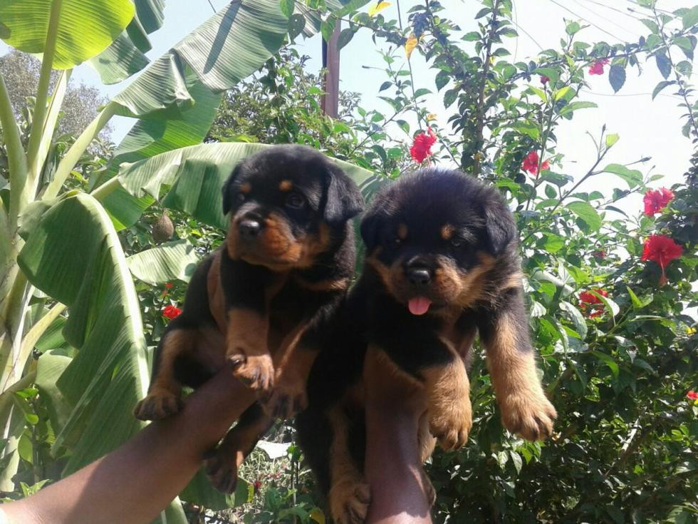 Rottweiler Puppies For Sale Mumbai, MH 80589 Petzlover