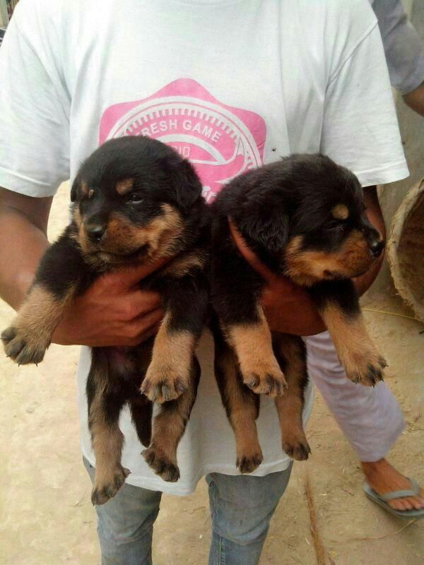 Rottweiler Puppies For Sale Mumbai, MH 80589 Petzlover