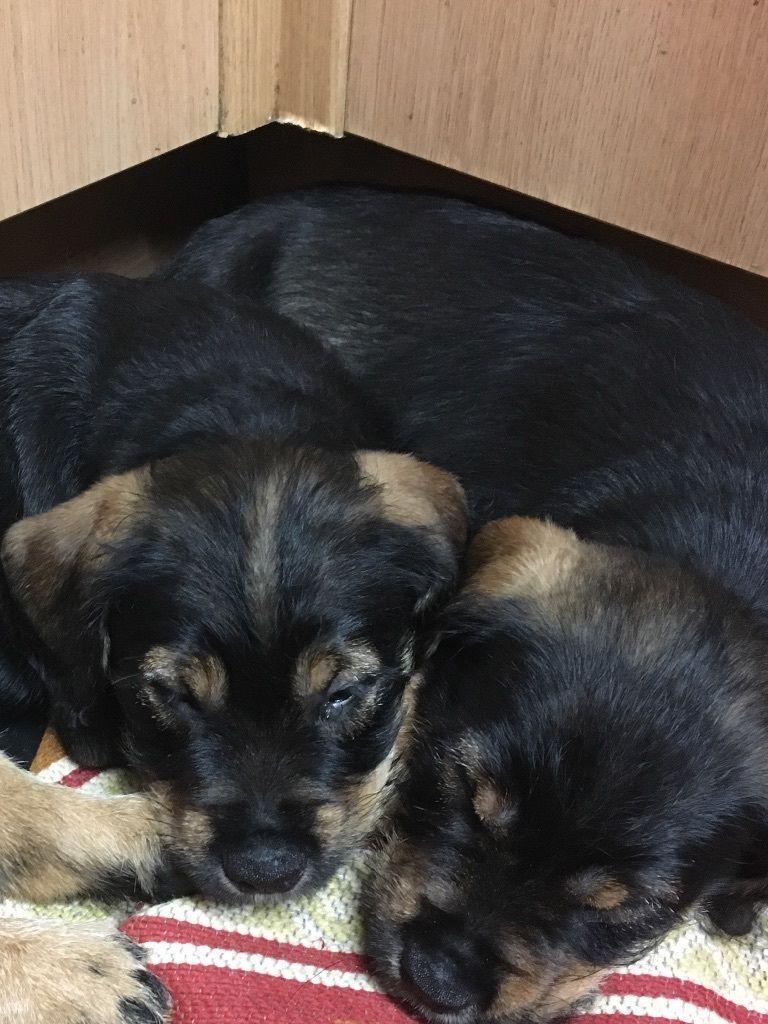 Rottweiler Puppies For Sale Stockton, CA 109301