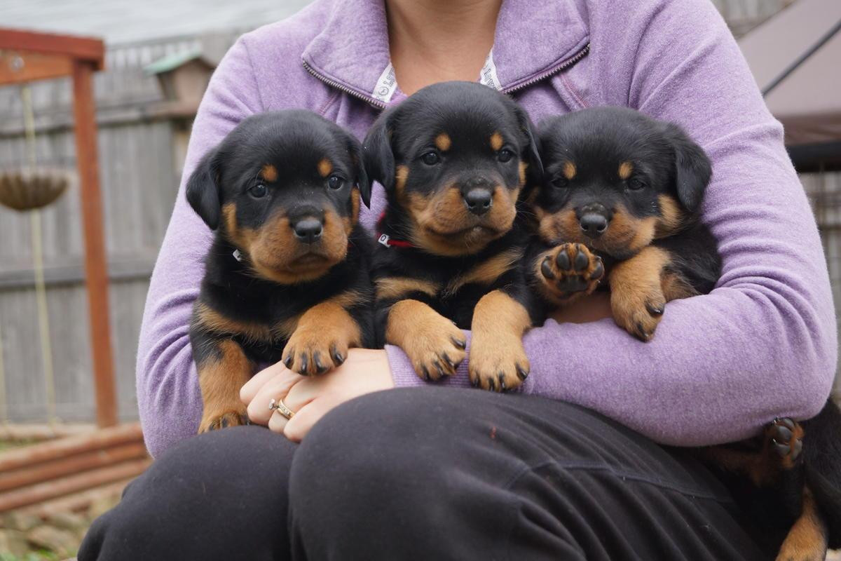 Rottweiler Puppies For Sale | Santa Rosa, CA #146619