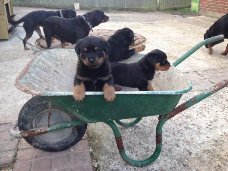 Rottweiler Puppies For Sale | El Paso, TX #151126