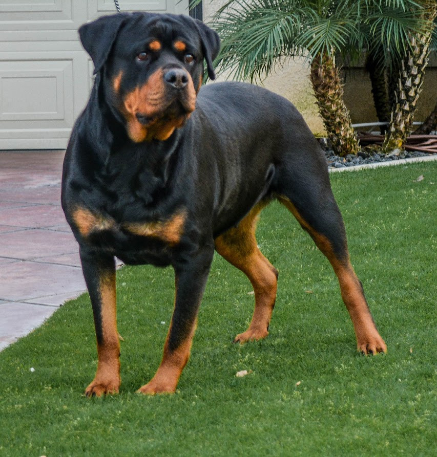 Rottweiler Puppies For Sale Bakersfield, CA 186308