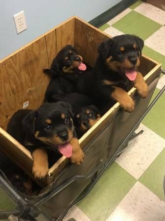 Rottweiler Puppies For Sale | El Paso, TX #194036