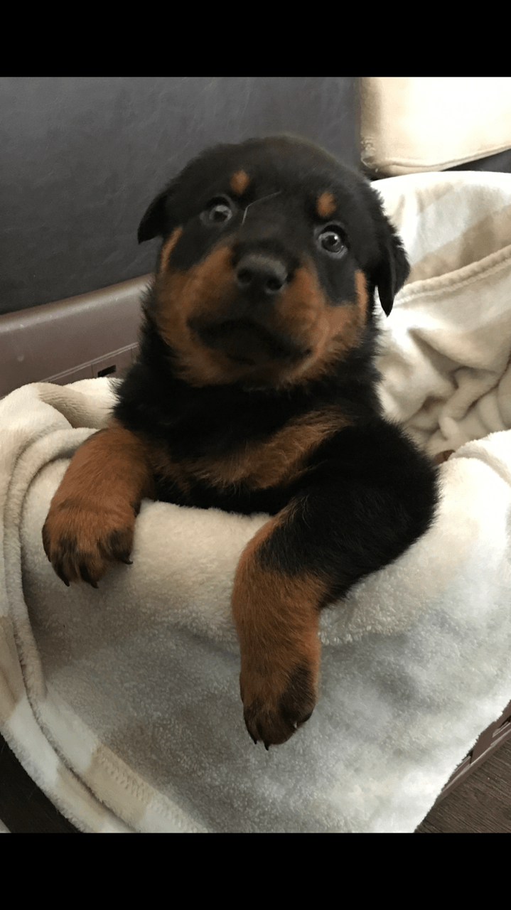 Rottweiler Puppies For Sale Orlando, FL 190023