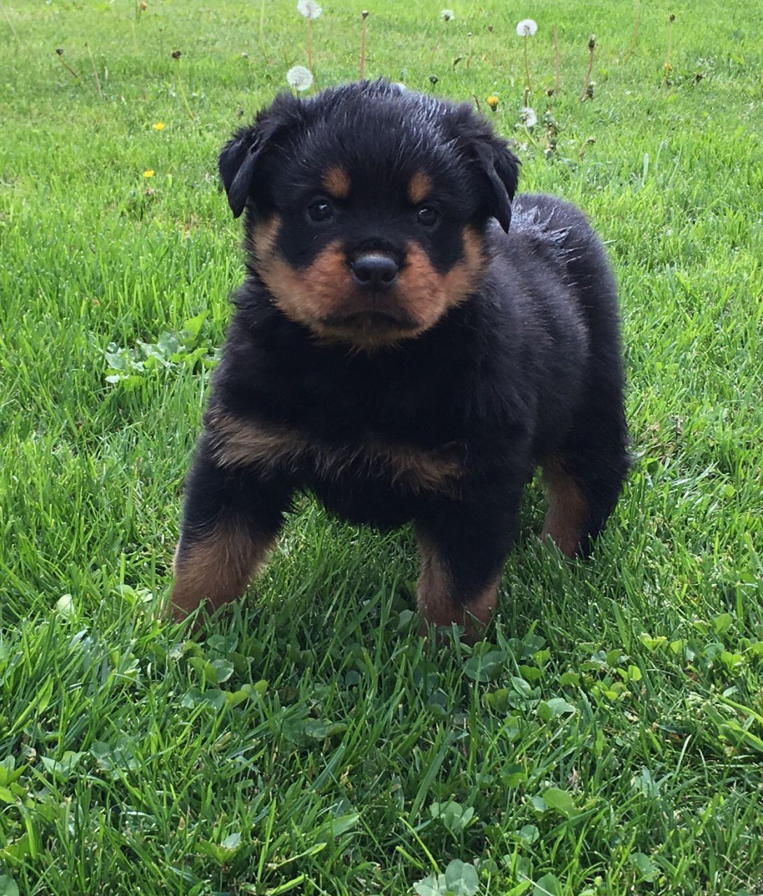 Rottweiler Puppies For Sale Pennsylvania 18, PA 200815