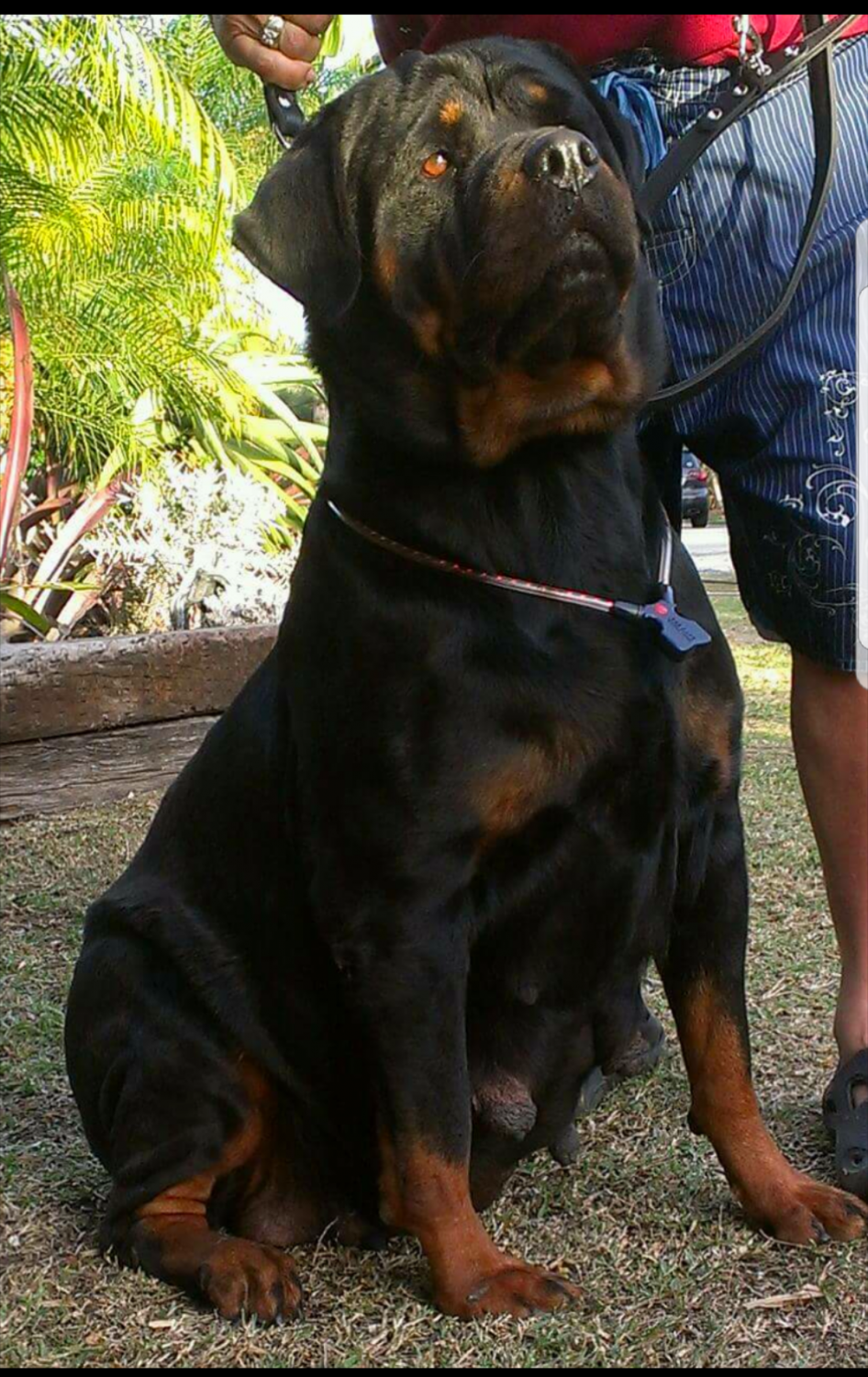 Rottweiler Puppies For Sale Miami, FL 229622 Petzlover