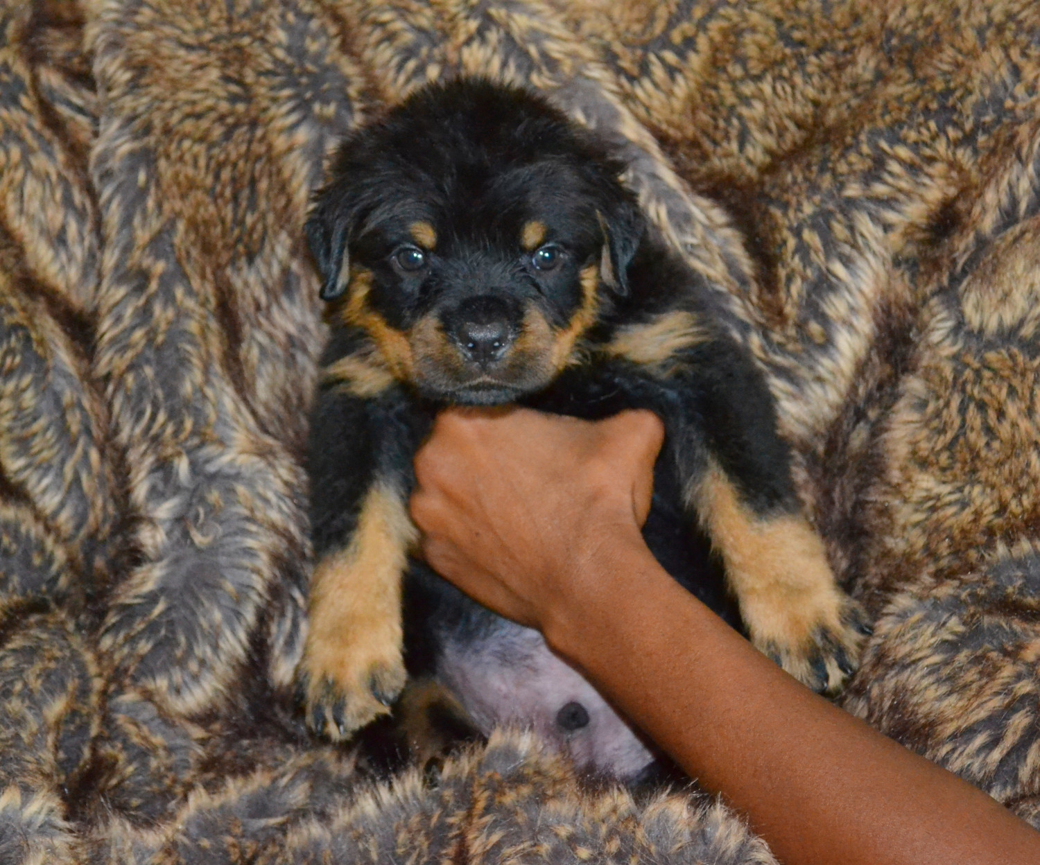 Rottweiler Puppies For Sale Daytona Beach, FL 242284