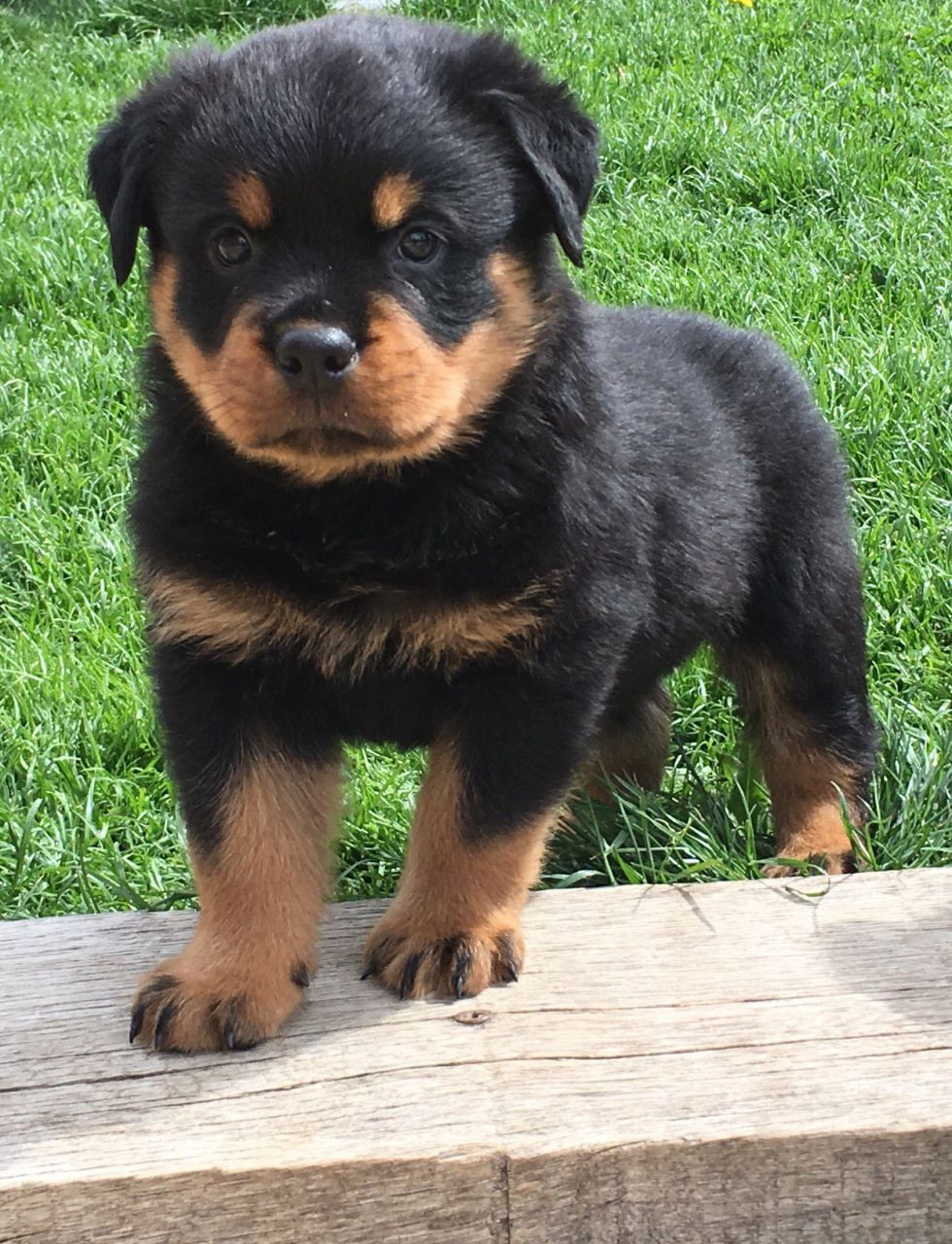 K/C Rottweiler puppies for sale | England UK