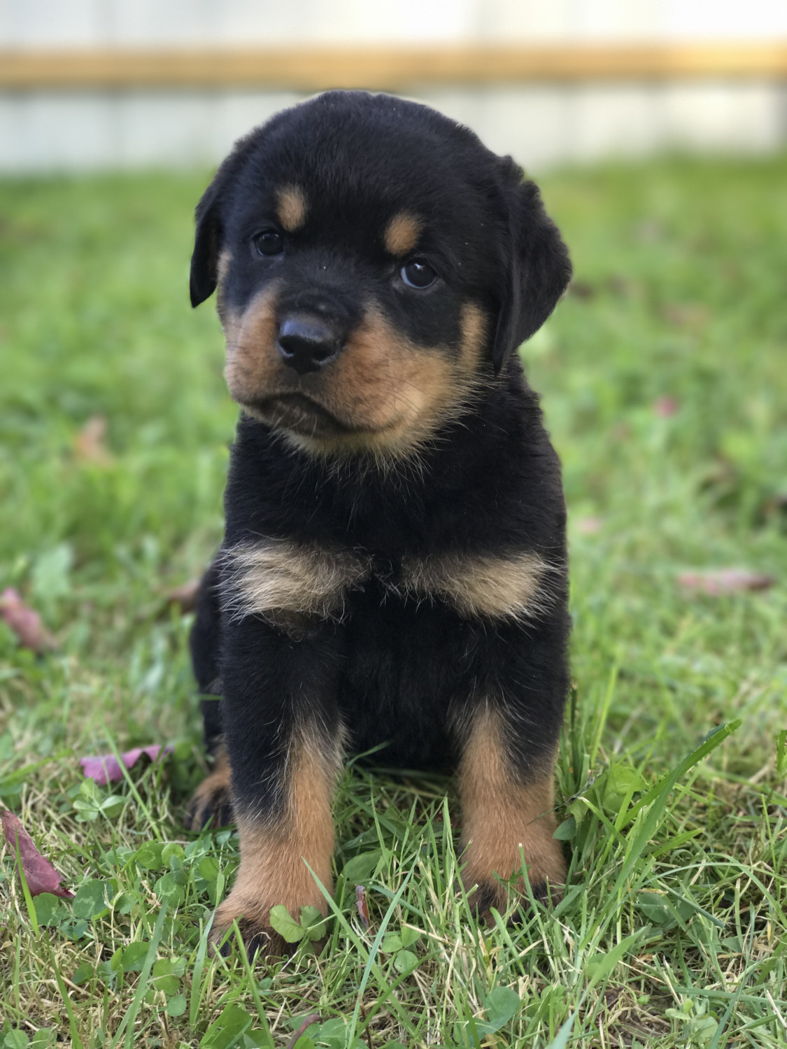 Rottweiler Puppies For Sale Frankfort, NY 242696