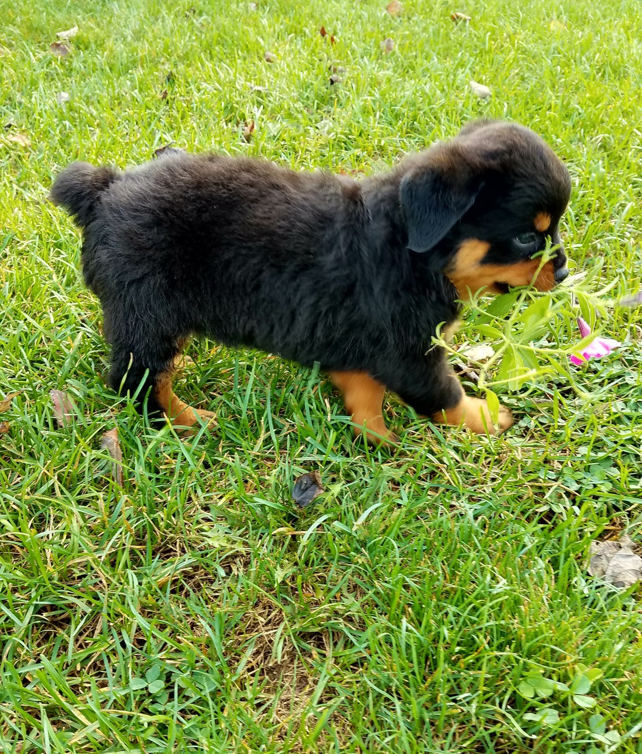 Rottweiler Puppies For Sale Wooster, OH 247722