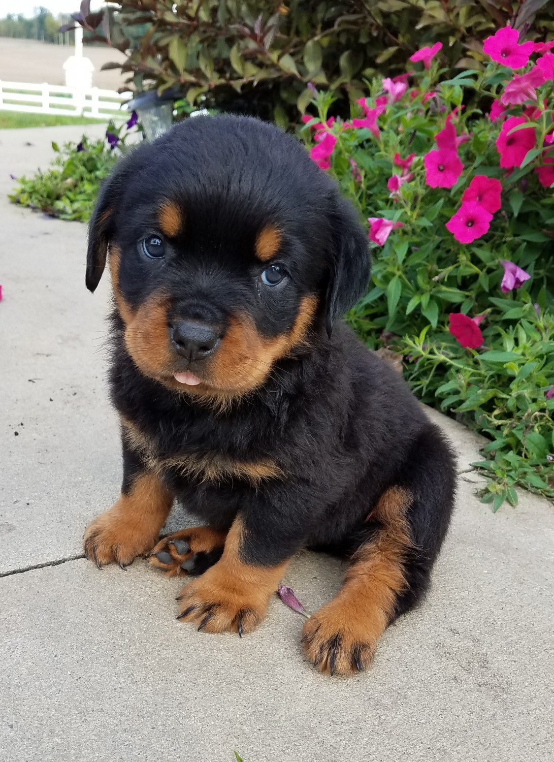 Rottweiler Puppies For Sale Wooster Oh 248265