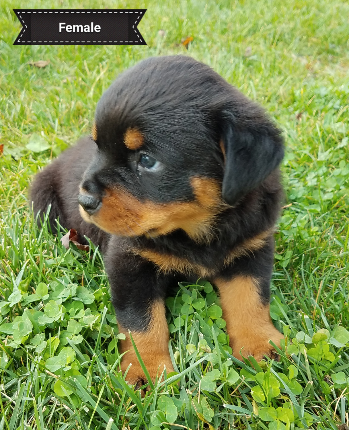 Rottweiler Puppies Pic / Rottweiler Puppies For Sale In Ga