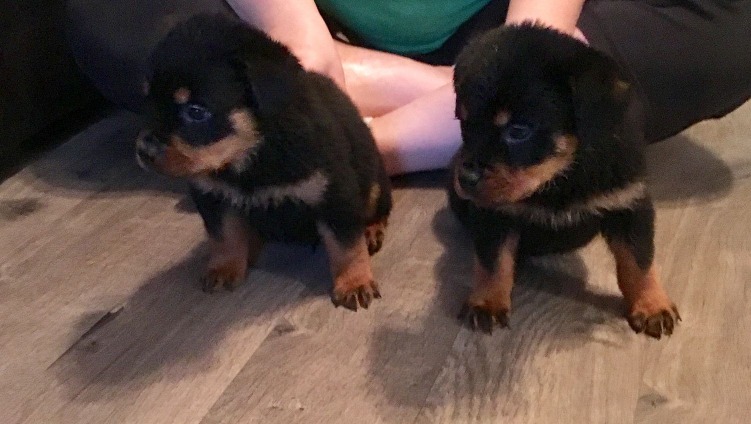 Rottweiler Puppies For Sale Moyock, NC 257072 Petzlover