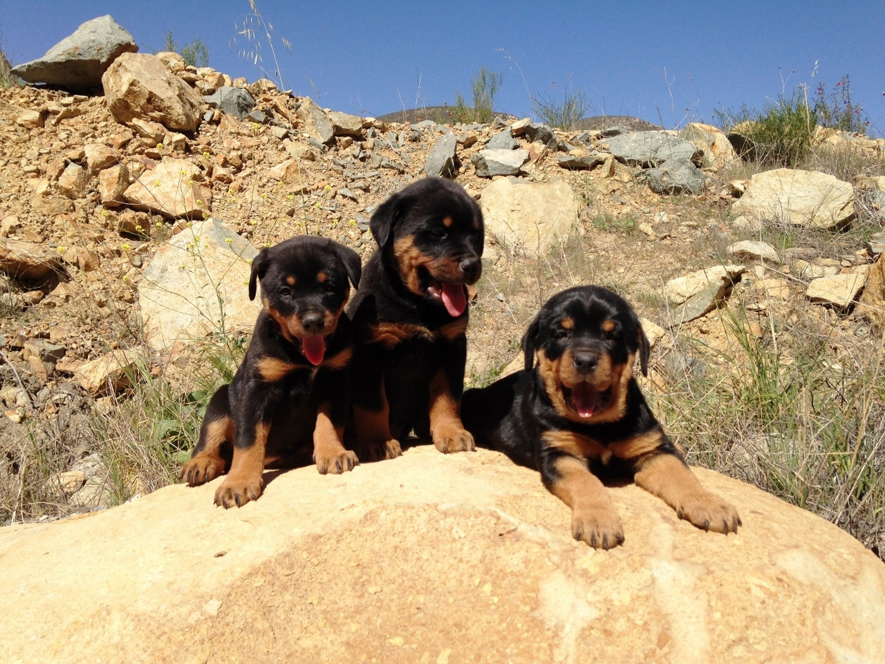 Rottweiler Puppies For Sale San Diego, CA 259432