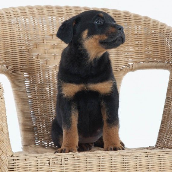 Rottweiler Puppies For Sale | Colorado Springs, CO #267040