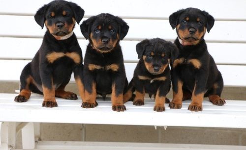 pedigree rottweiler puppies