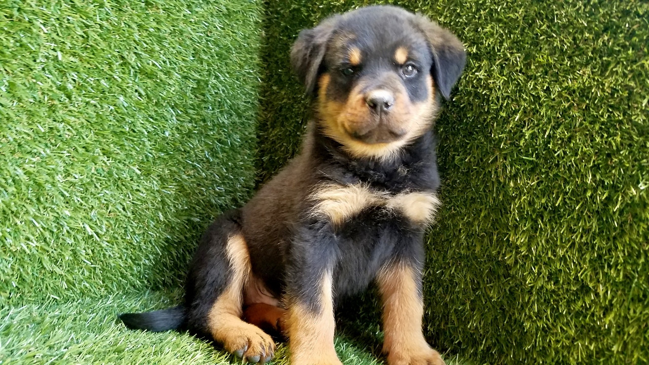 Rottweiler Puppies For Sale | San Diego, CA #271896
