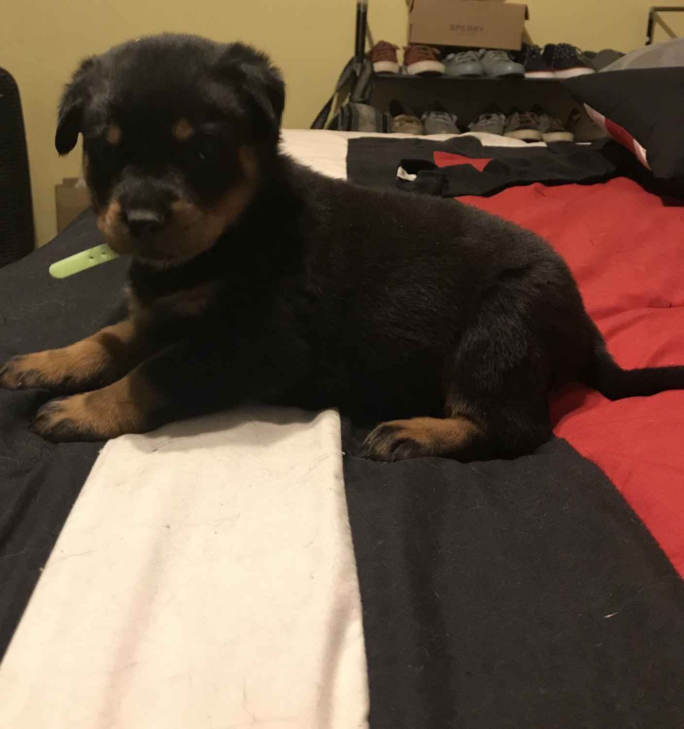 Rottweiler Puppies For Sale Orlando, FL 276024