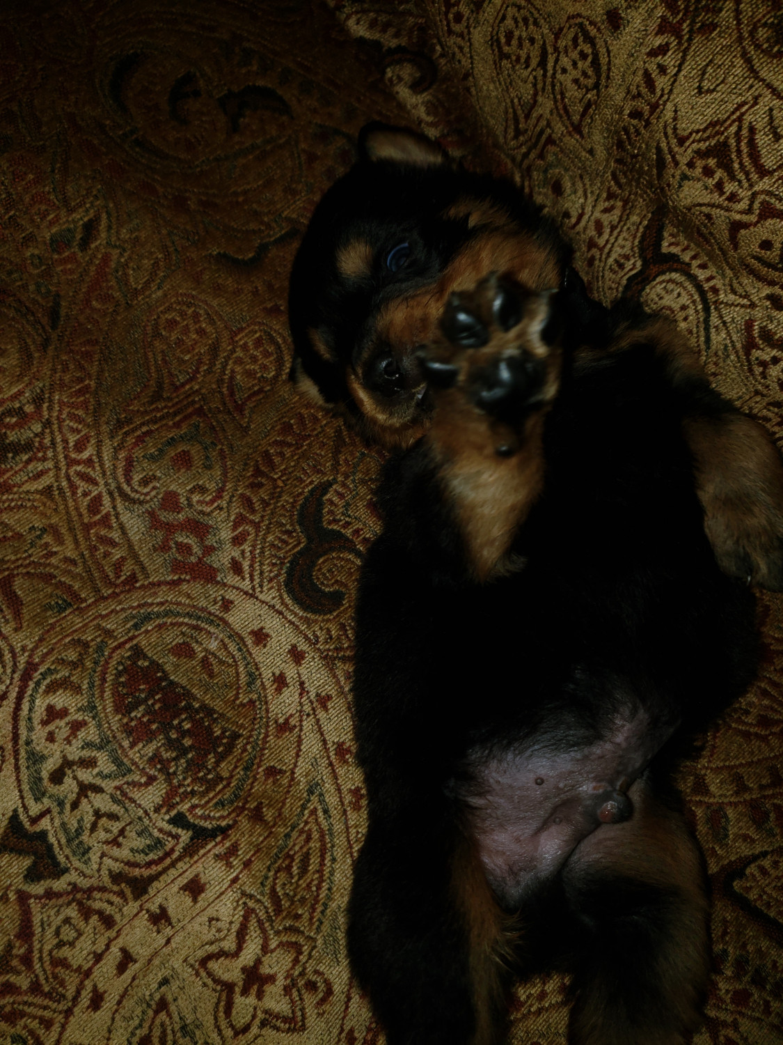 Rottweiler Puppies For Sale Iron Mountain, MI 289271