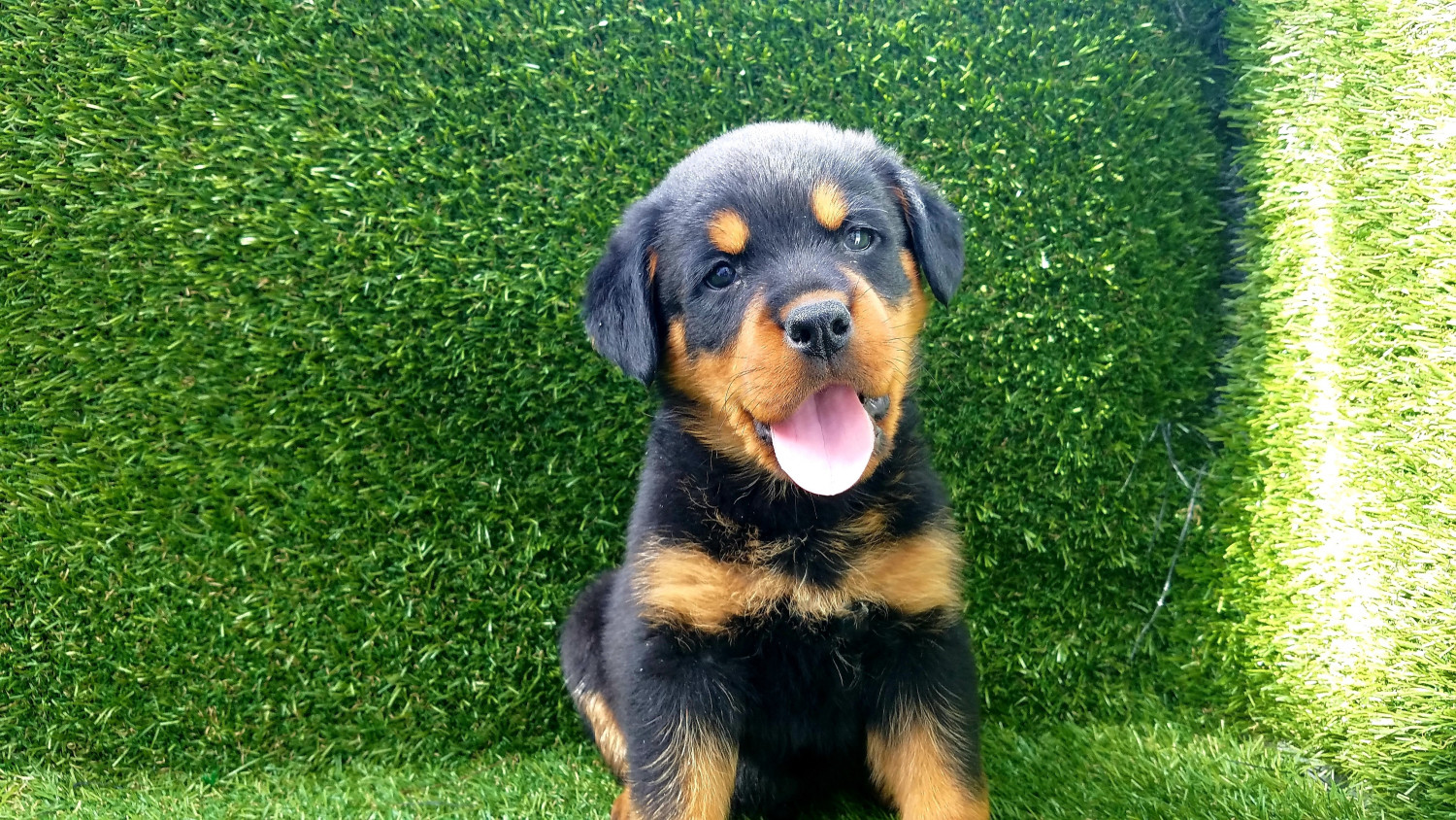 Rottweiler Puppies For Sale | Thousand Oaks, CA #289918