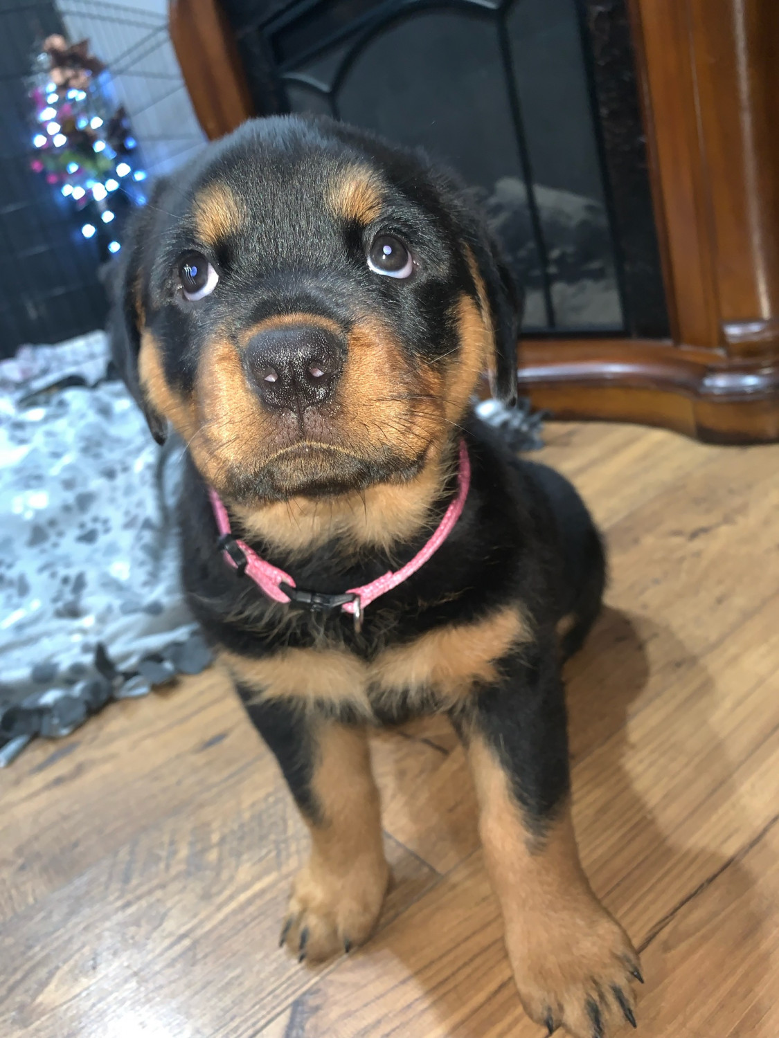 Rottweiler Puppies For Sale Omaha, NE 299008 Petzlover