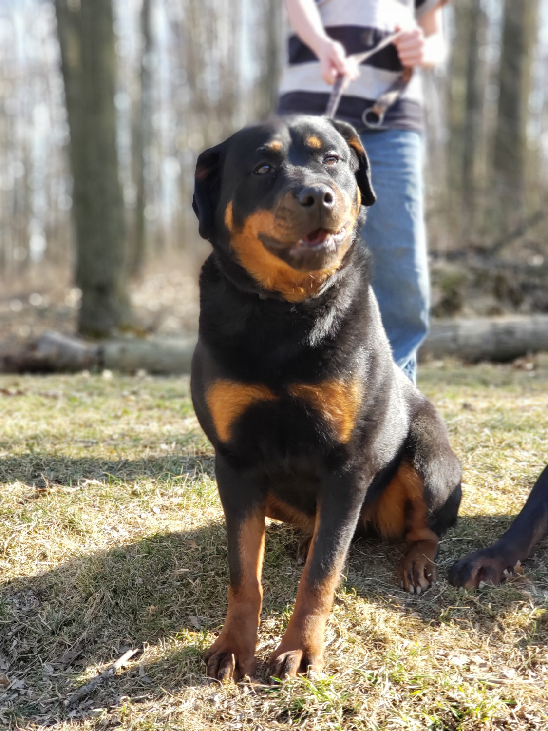 Rottweiler Puppies For Sale | Butler, PA #302550 | Petzlover