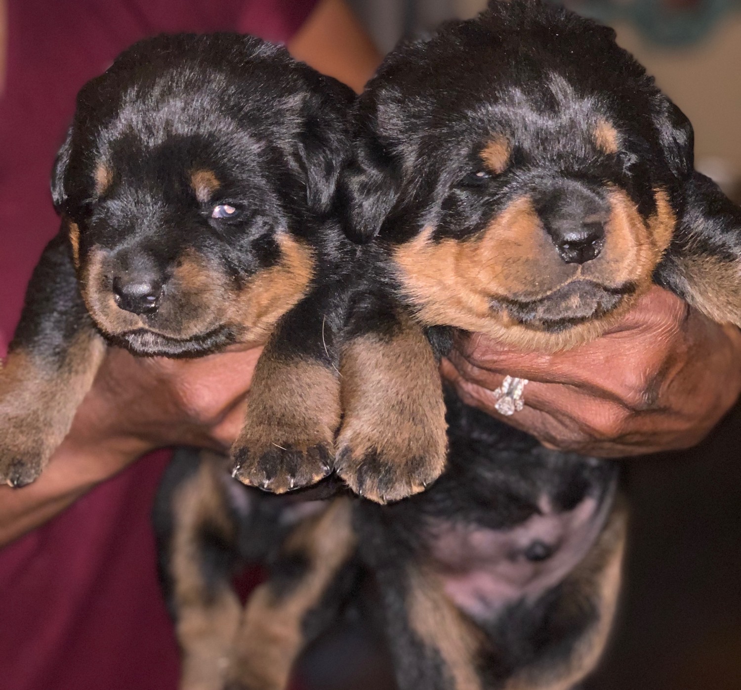 "Rottweiler" Puppies For Sale | Colorado Springs, CO #310006
