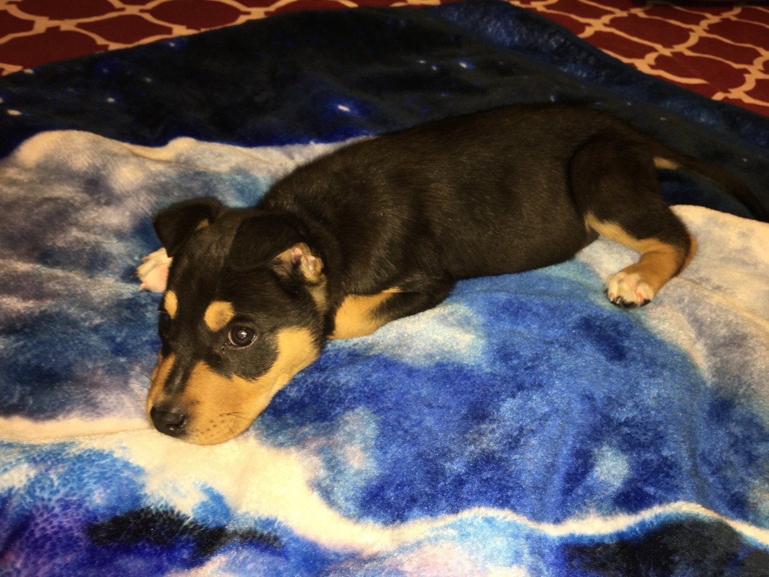 Rottweiler Puppies For Sale | El Paso, TX #321730