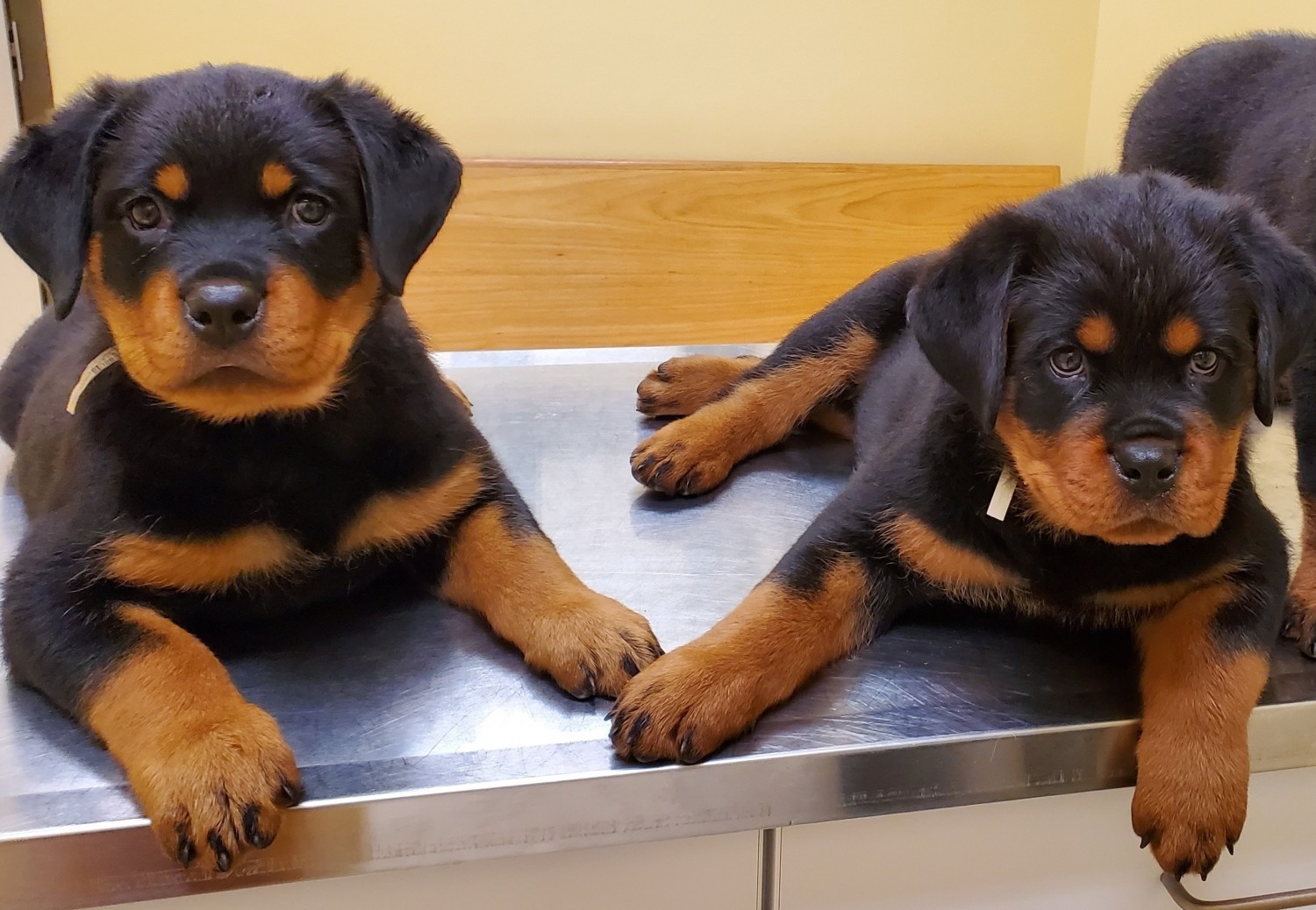 Rottweiler Puppies For Sale | Sugar Land, TX #321972