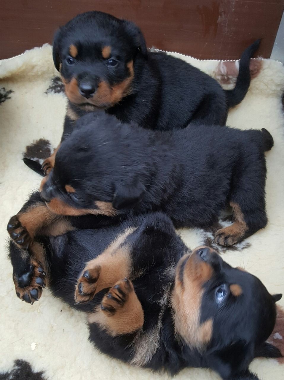 Amazing Rottweiler Puppies For Sale In United Arab Emirates