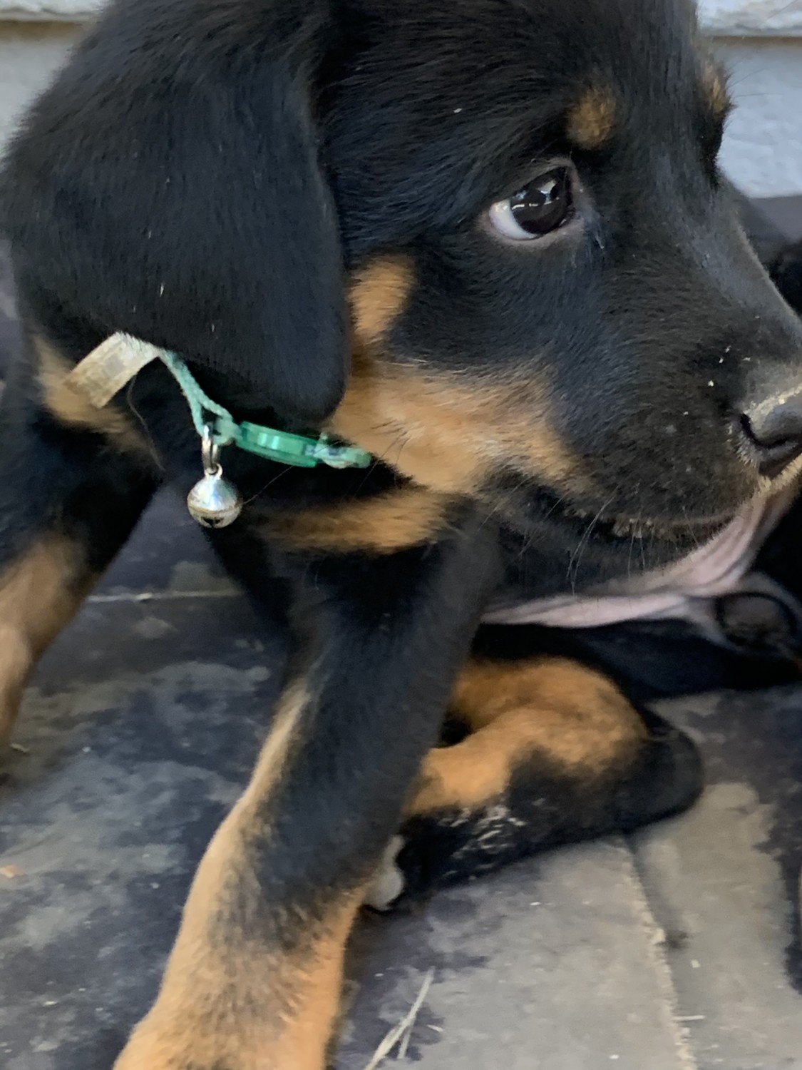 Rottweiler Puppies For Sale Citrus Heights, CA 330248