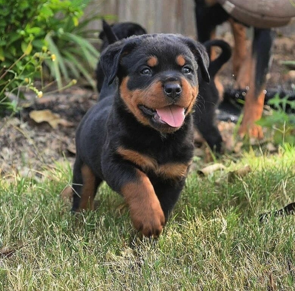 View Ad: Rottweiler Litter of Puppies for Sale near In France