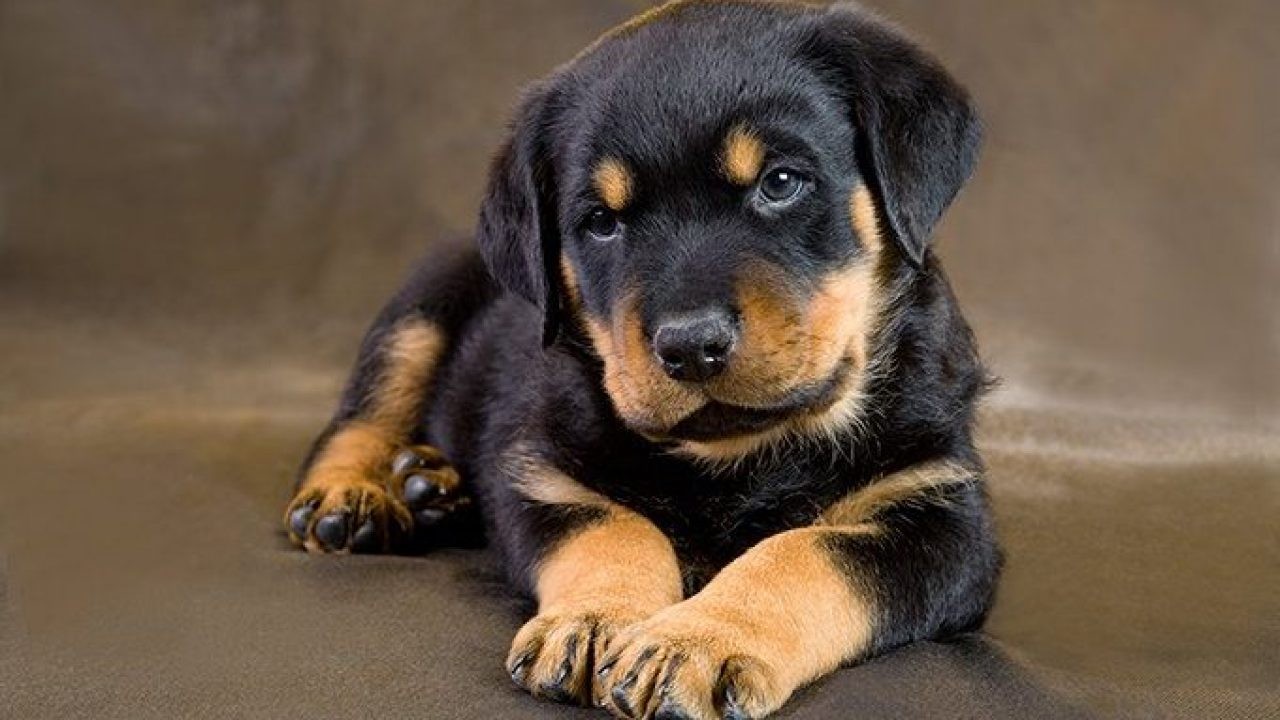 Rottweiler Puppies For Sale | Macomb, MI #332447 | Petzlover