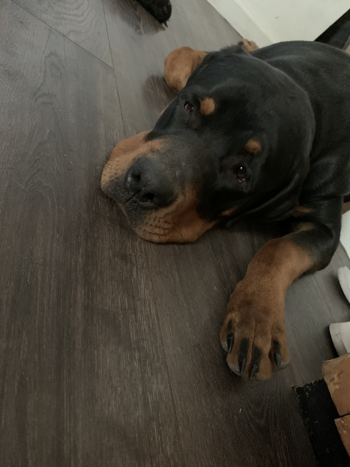 Rottweiler Puppies For Sale Moundsville, WV 332980