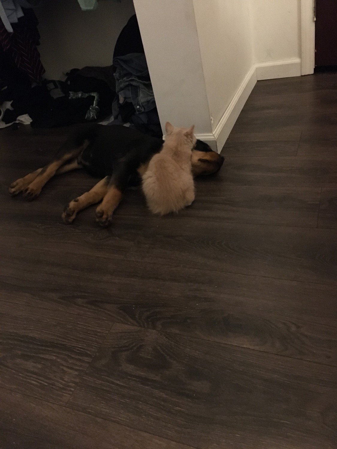 Rottweiler Puppies For Sale Moundsville, WV 332980