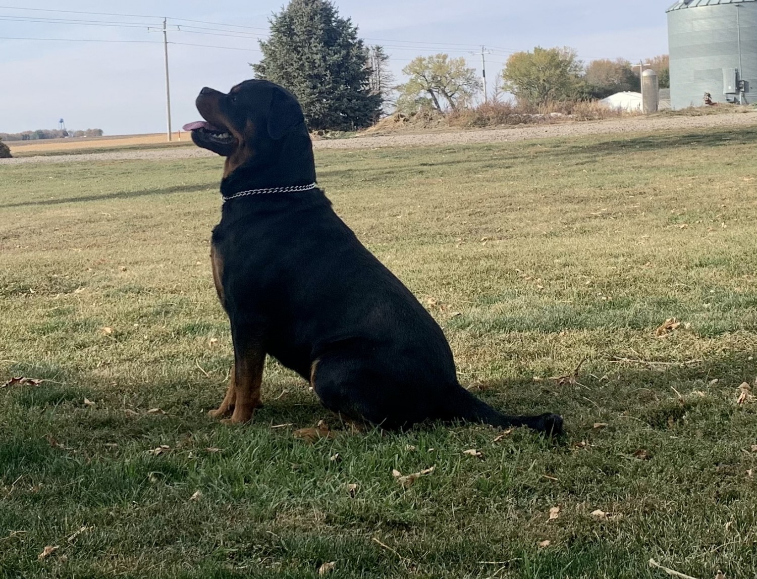 Rottweiler Puppies For Sale Hull, IA 339878 Petzlover