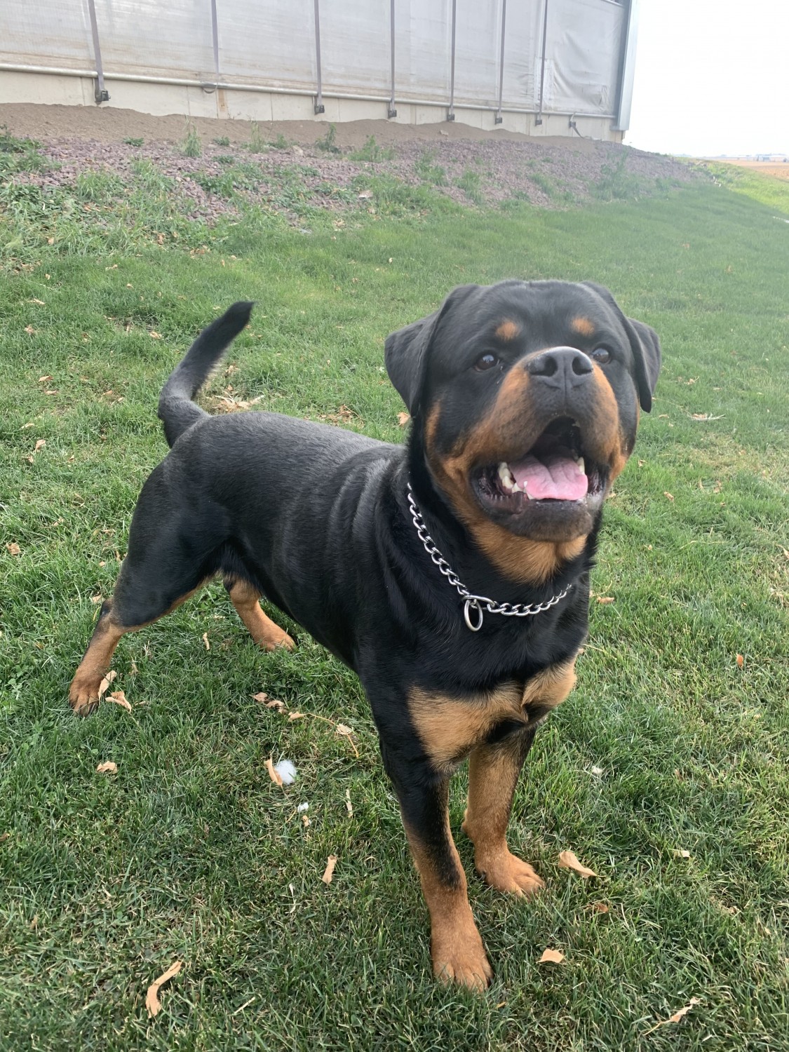Rottweiler Puppies For Sale Hull, IA 339878 Petzlover