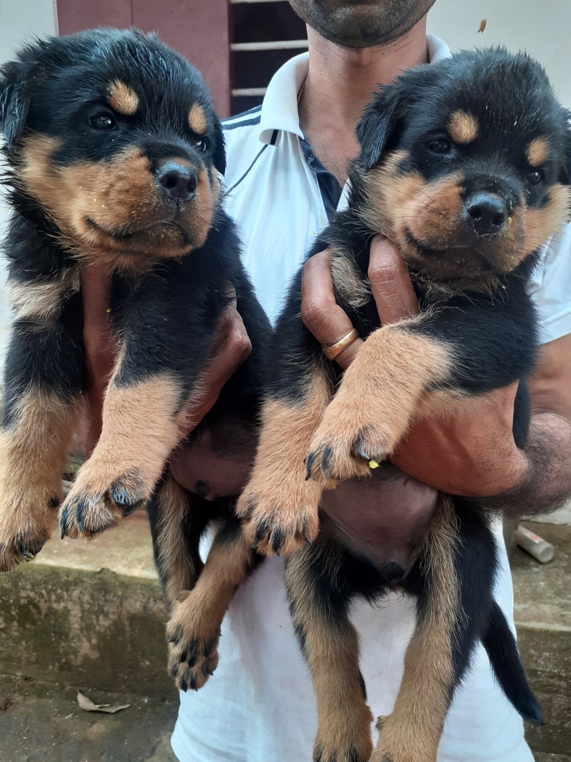 Rottweiler Puppies For Sale Kaliyakkavilai, TN 345530