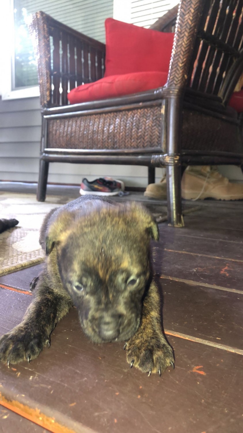 Rottweiler Puppies For Sale Cedar Rapids, IA 358995