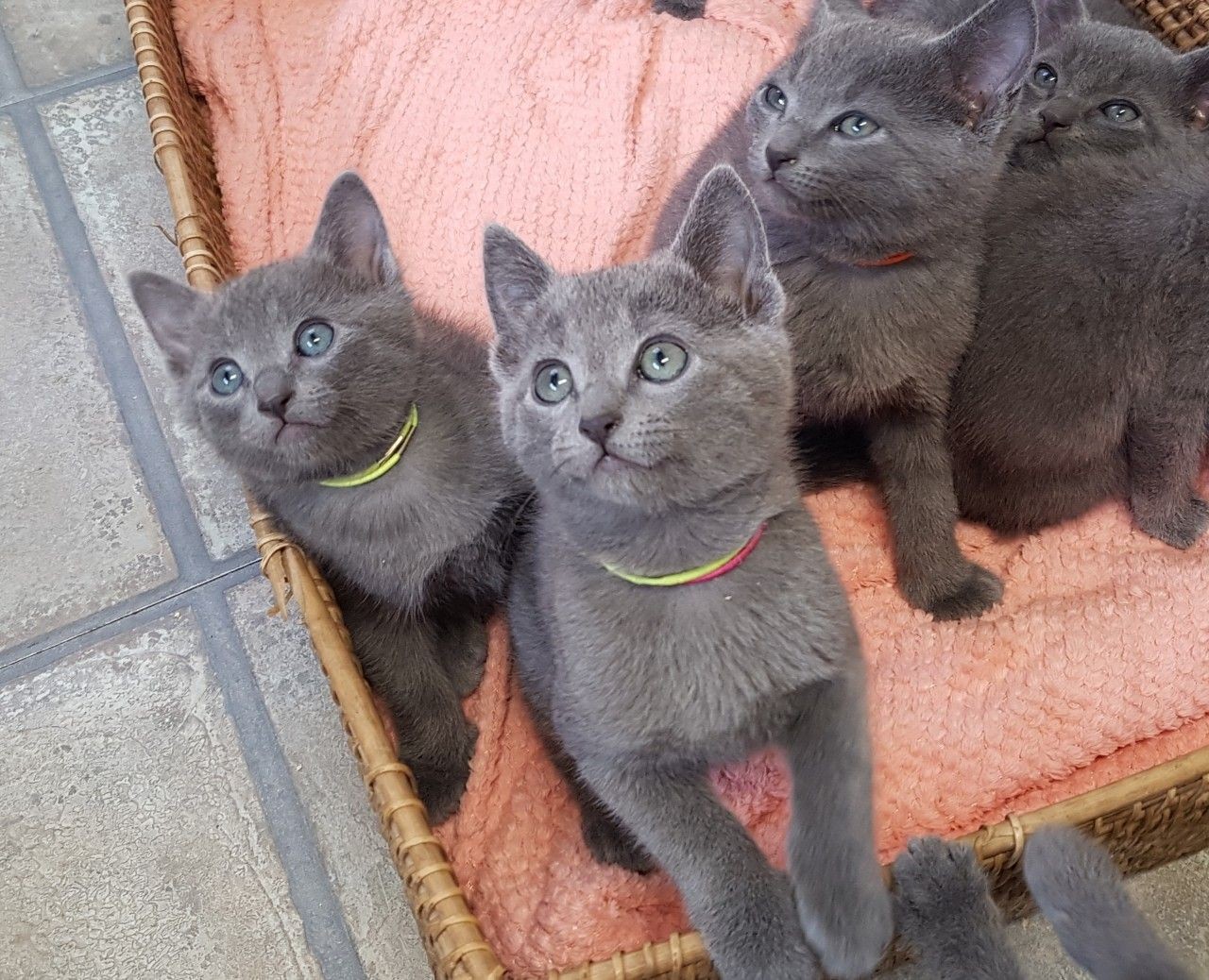 Russian Blue Cats For Sale Los Angeles, CA 389015