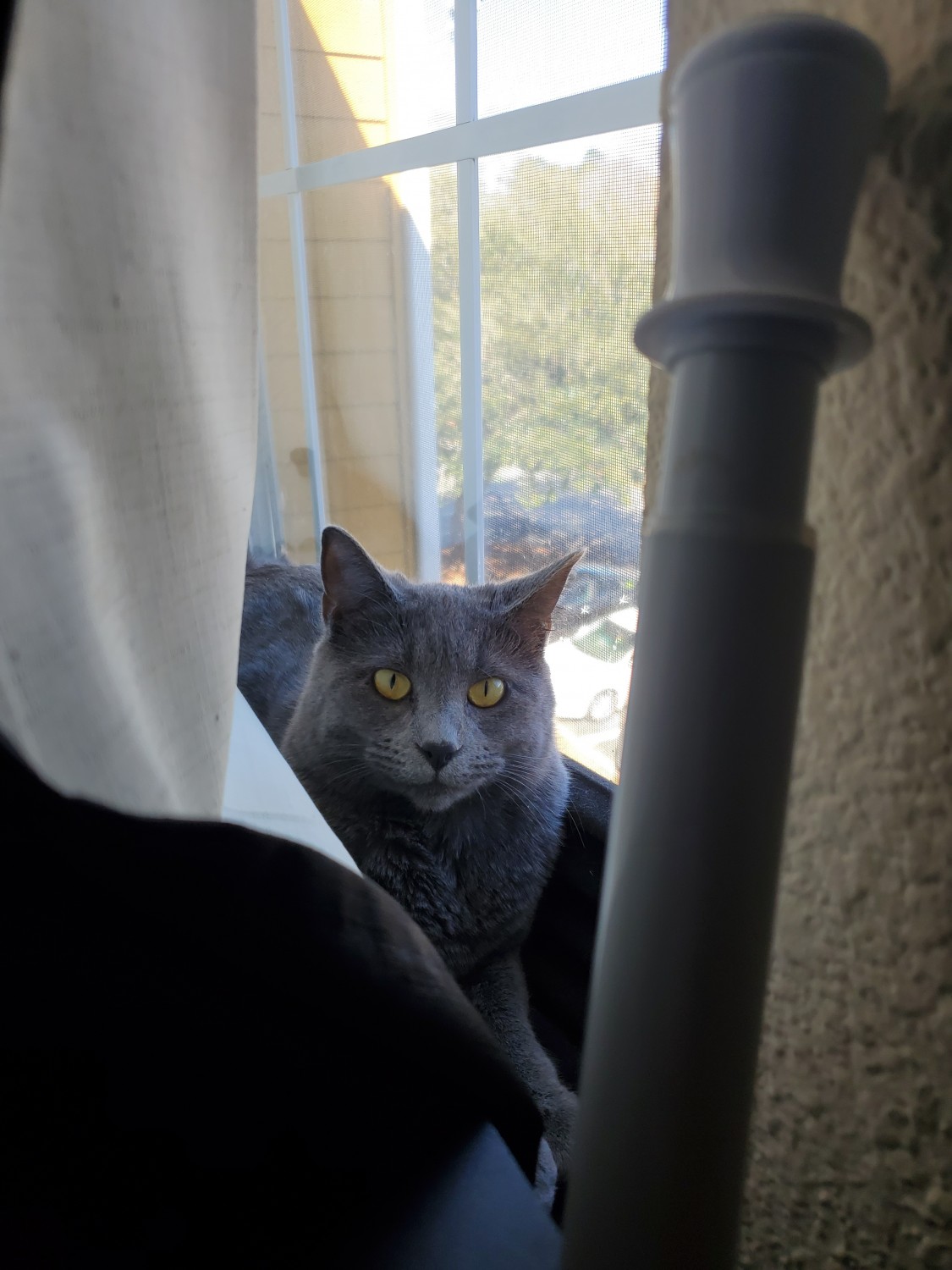 Russian Blue Cats For Sale Augusta, GA 416813 Petzlover