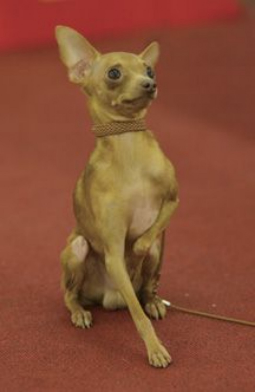 Shih Tzu Vs Russian Toy Terrier Breed Comparison