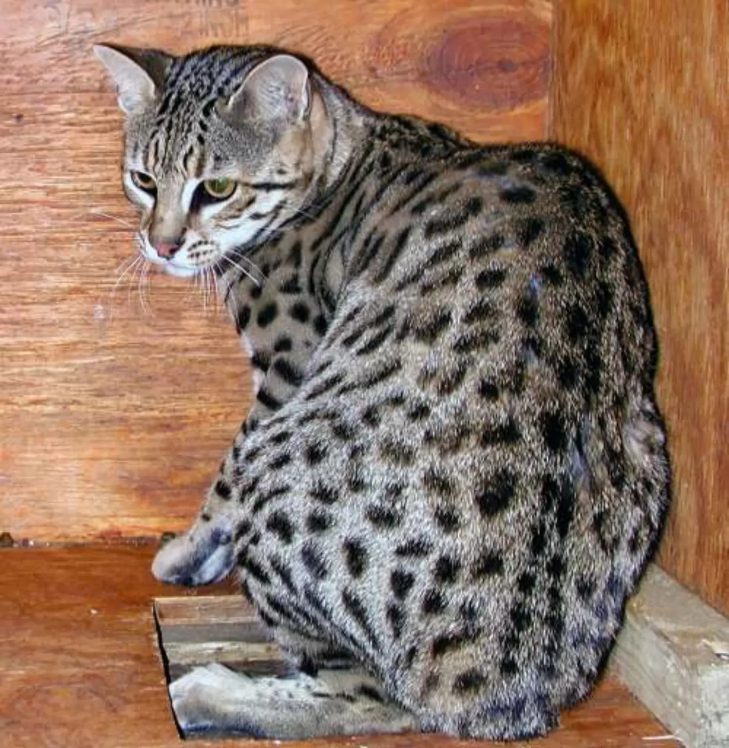 Кошка самой редкой породы. Сафари ф1. Сафари порода кошек. Серенгети (порода кошек). Сафари ф1 кошка.