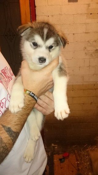 Droll White Husky Puppies For Sale In California