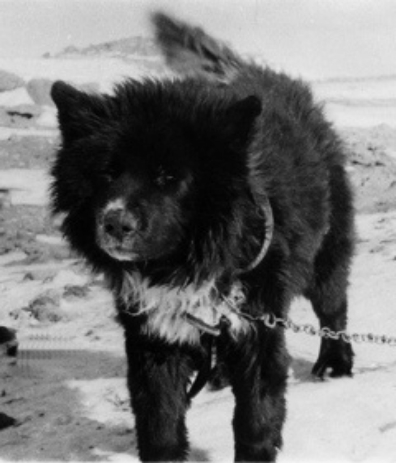 Sakhalin Husky Dog Breed Information Images Characteristics Health