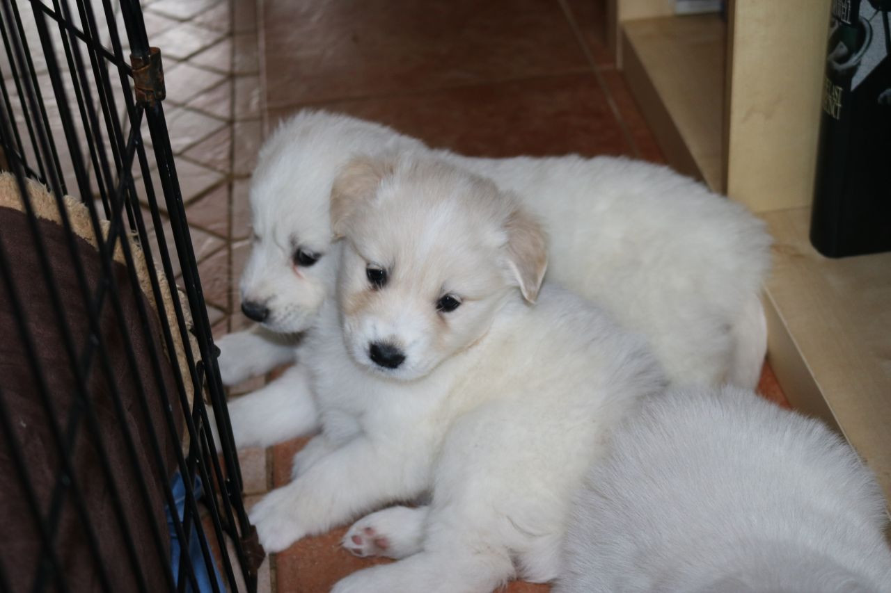 Samoyed Puppies For Sale | Colorado Springs, CO #193455