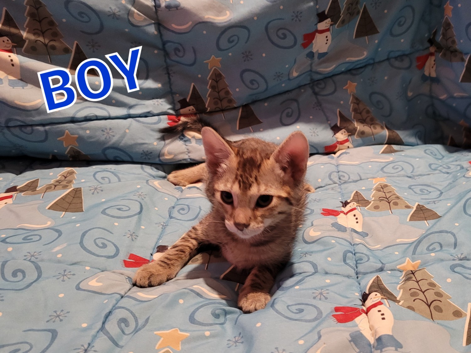 Savannah Cats For Sale Minneapolis, MN 392802 Petzlover