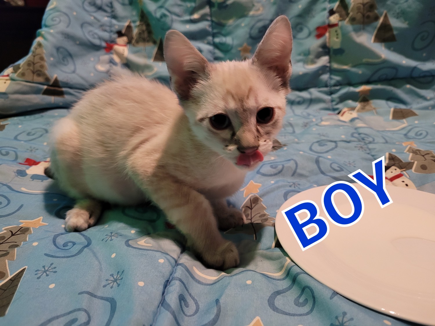 Savannah Cats For Sale Minneapolis, MN 392802 Petzlover